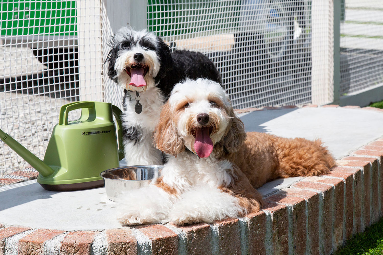 【三重】フリーアンドイージーで寛ぐ2匹の犬