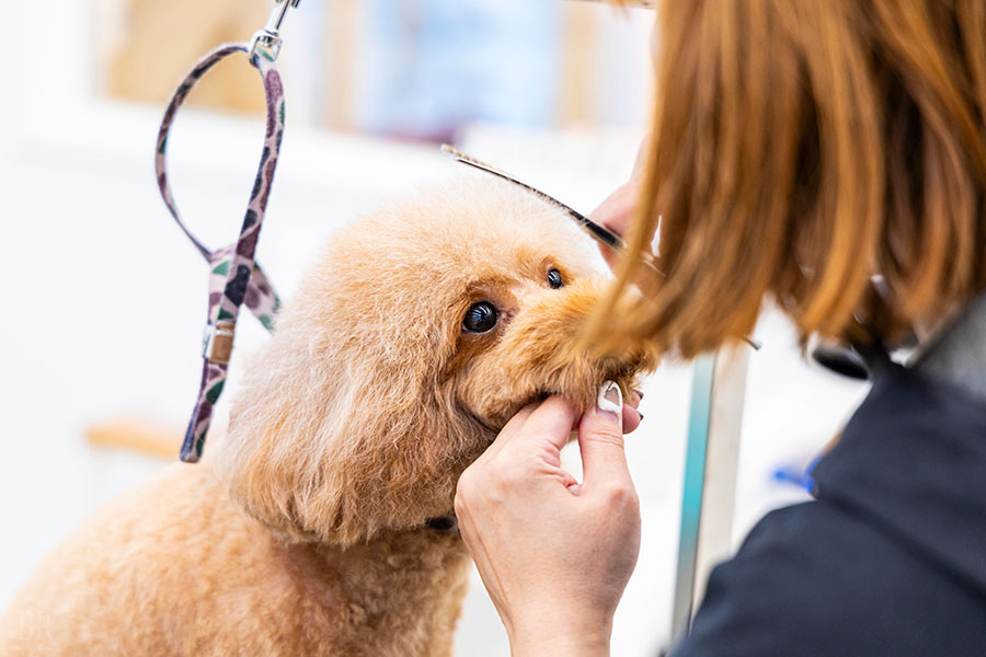 【三重】フリーアンドイージーのドッグサロンでトリミング中の犬