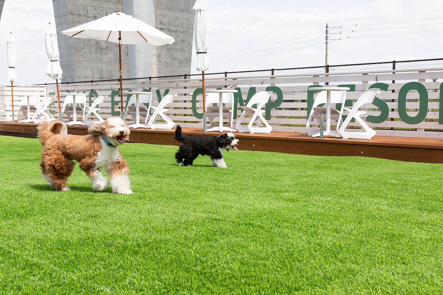 フリーアンドイージーの天然芝ドッグラン