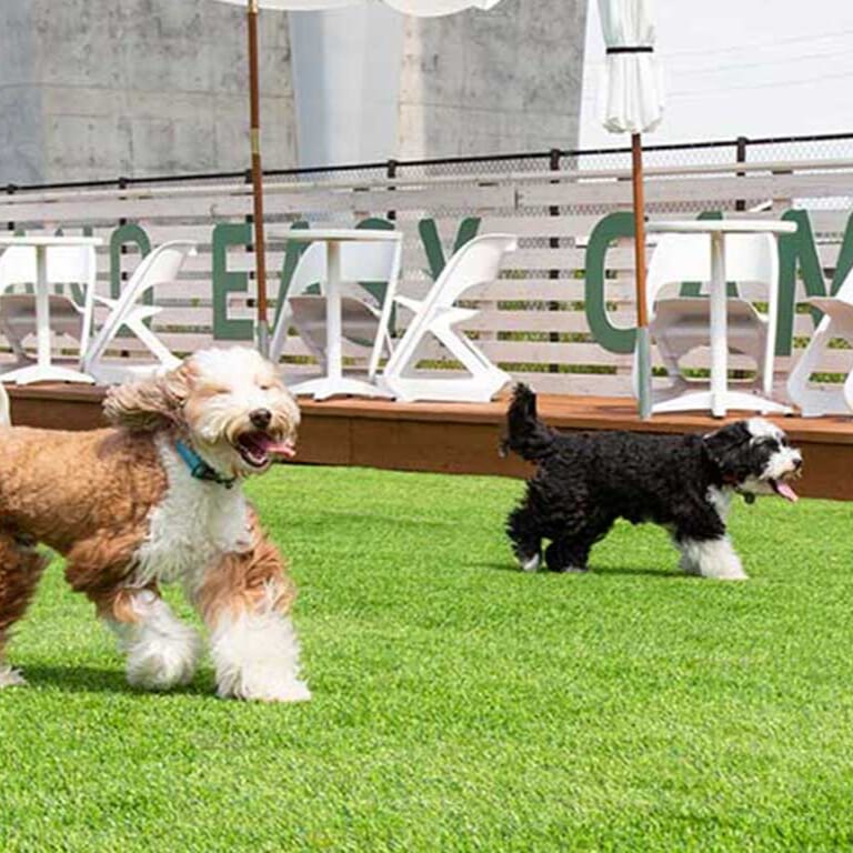 クリスマス限定BBQプラン