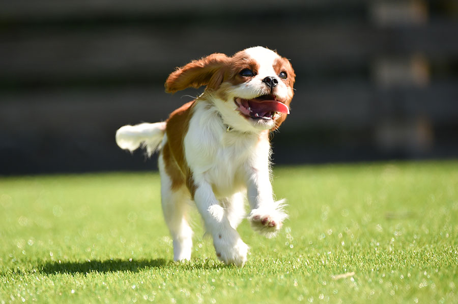 わんちゃん連れのお客様へ🐶わんちゃんアメニティ配布中